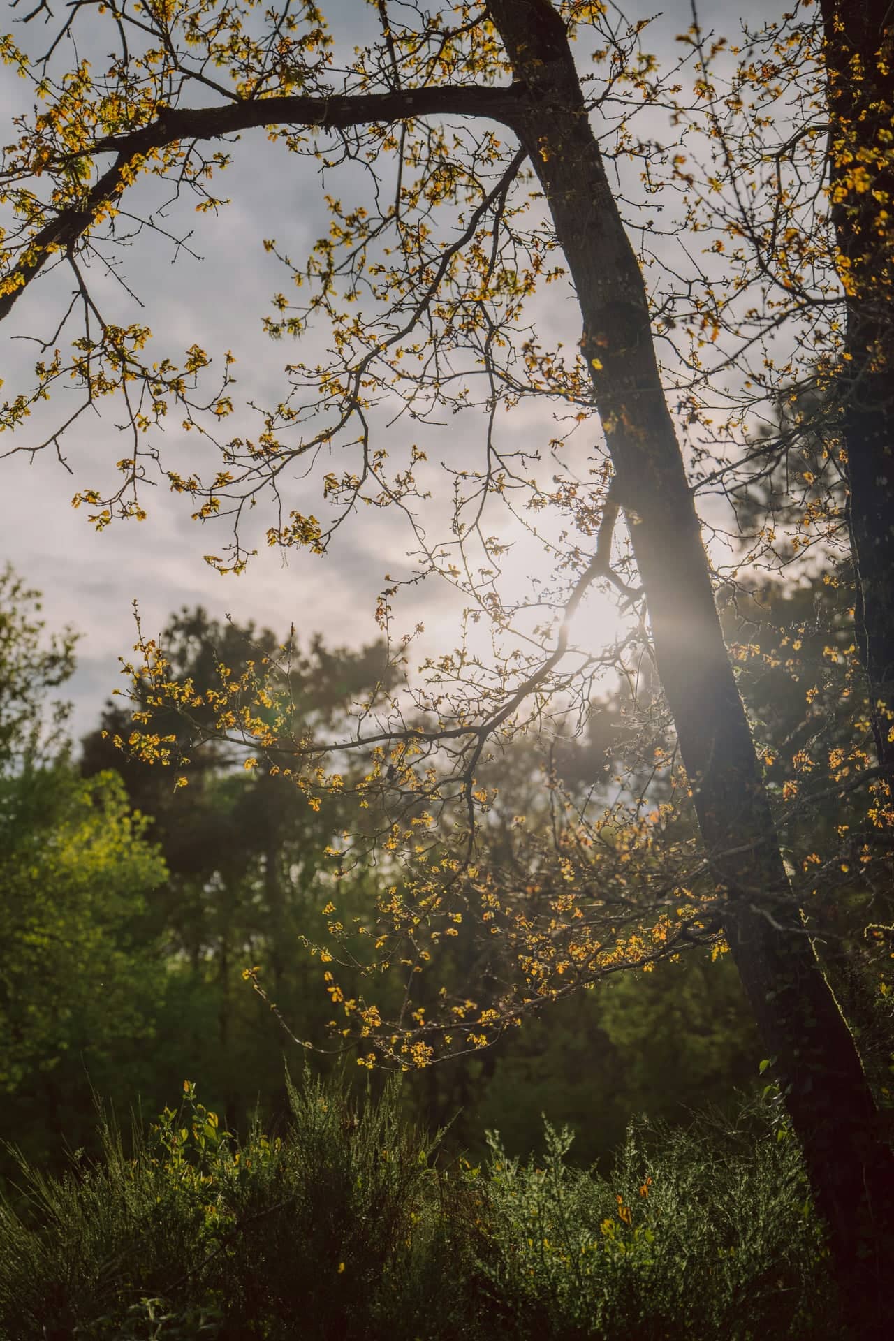 Větve stromů, symbolizující propojenost a růst